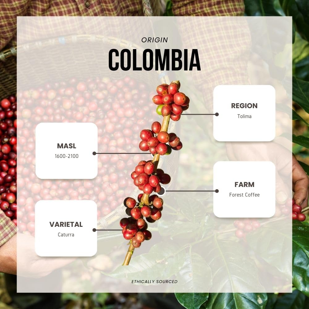 Reborn Coffee Specialty Whole Bean Coffee, Medium Roast, 12 Ounce, Colombia Black Condor Tolima, Flavor Notes of Chocolate, Nut, and Citrus