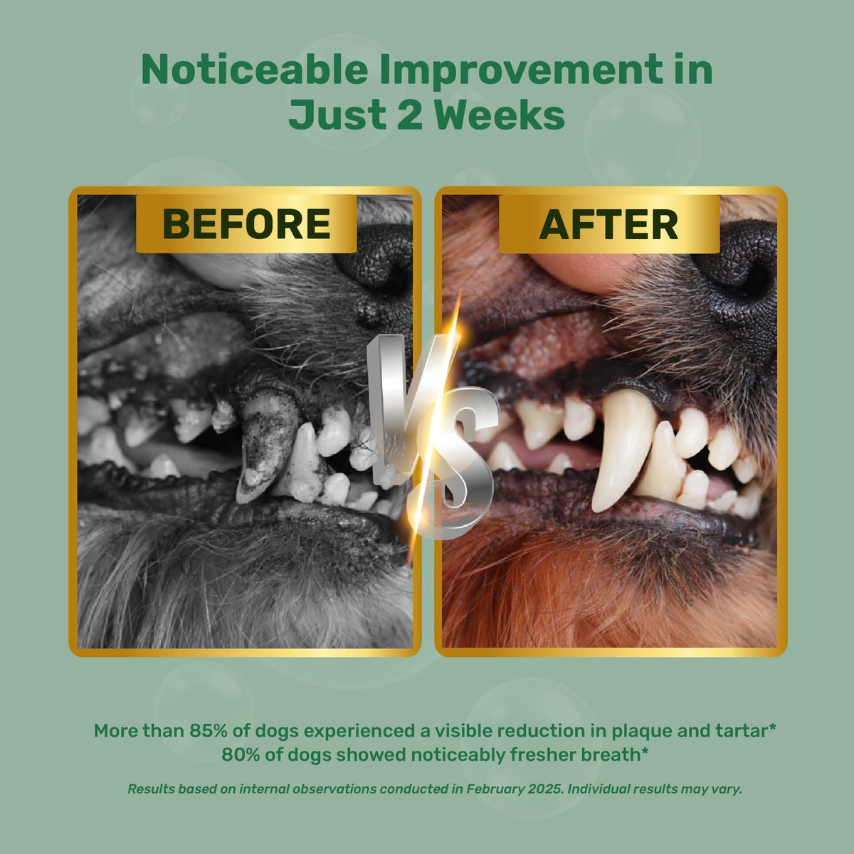 Dogbiotics Dog Dental Powder - Plaque Off Powder - Dog Teeth 5.3 OZ with Biotic - Bamboo Kit for Dog Dental Powder