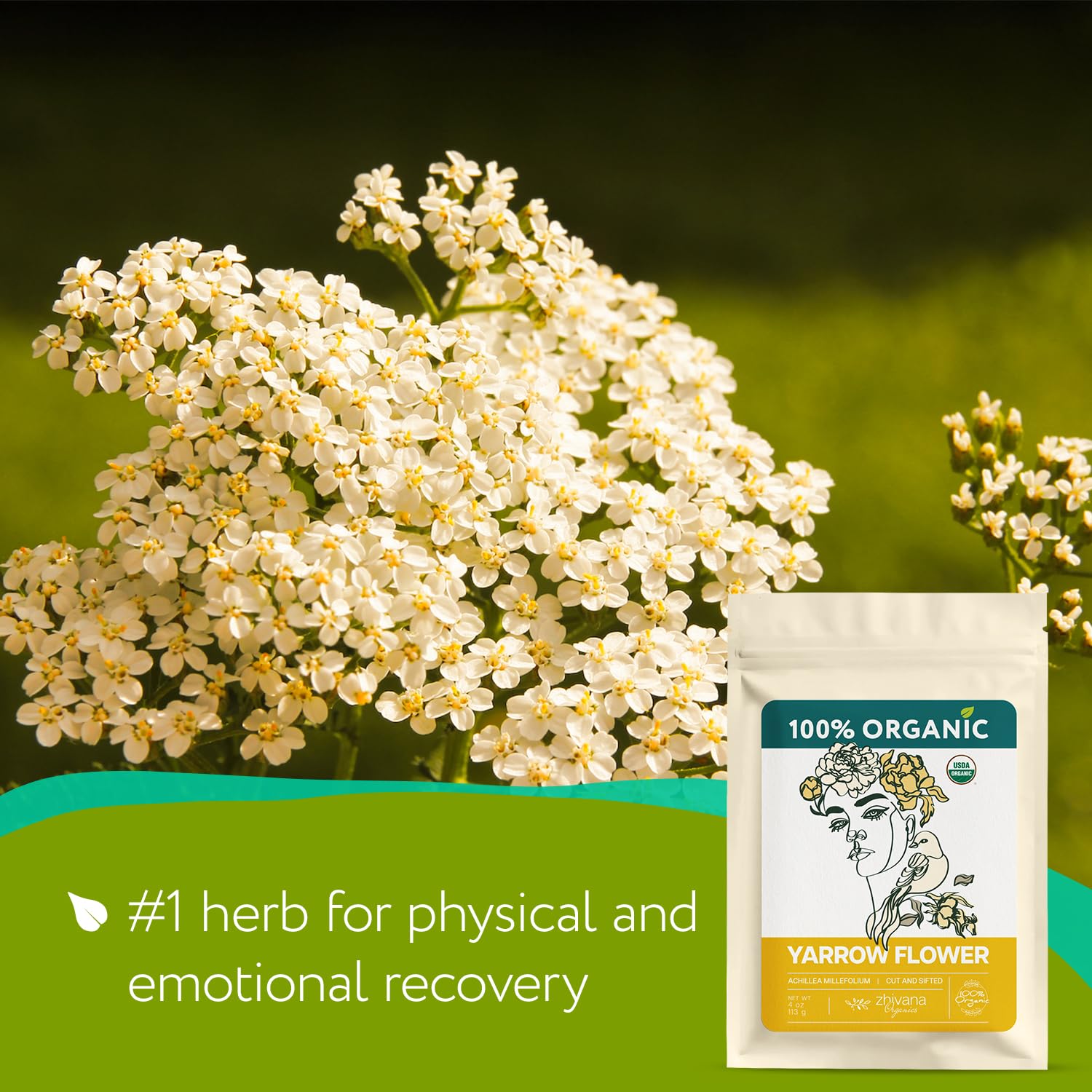 Yarrow Flower Tea Organic 4oz – Milenrama Herb – Immunity & Relaxation