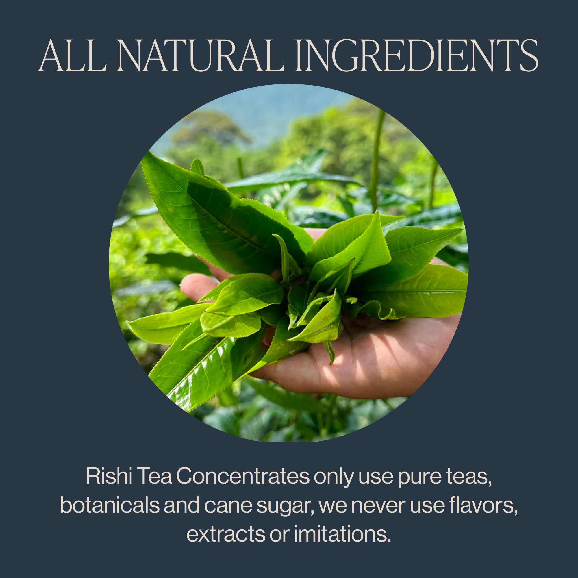 Rishi Tea Masala Chai Latte, Organic Black Tea Concentrate, 384 Fl Oz