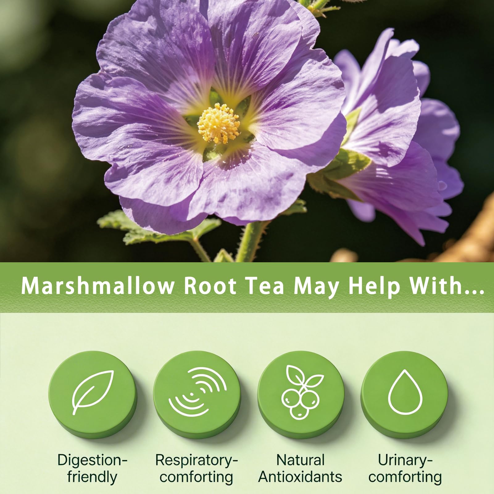 Samcci - Marshmallow Root Tea, 2g x 40 Tea Bags -100% Natural & Pure Dried Cut & Sifted Althaea Officinalis - No Sugar - No Caffeine - No Gluten - Vegan - Support Digestion & Respiratory