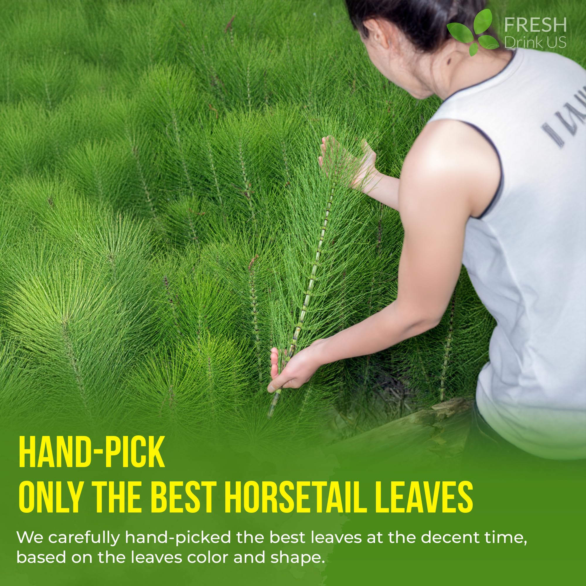 FreshDrinkUS, Premium 55 Horsetail Leaf Tea Bags, 100% Natural & Pure from Horsetail Loose Leaves Herbal Tea. Made with Natural Material Tea Bags. No Sugar, No Caffeine, No Gluten, Vegan.
