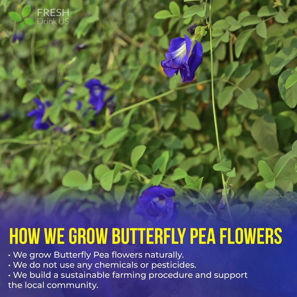 FreshDrinkUS, Premium 35 Blue Butterfly Pea Flowers Tea Bags, 100% Natural and Pure from Butterfly Pea Flowers, Made With Natural Material Tea Bag, No Sugar, No Caffeine, No Gluten, Vegan