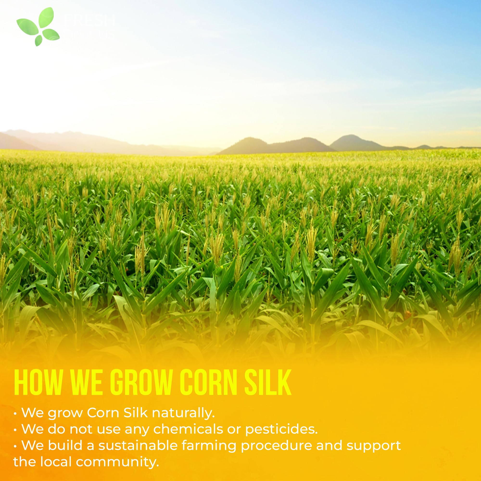 FreshDrinkUS, Premium 75 Tea Bags Corn Silk Tea, 100% Natural & Pure from Corn Silk. Corn Silk Herbal Tea. Clean Ingredients. Made with Natural Material Tea Bags. No Sugar, No Caffeine, Vegan.