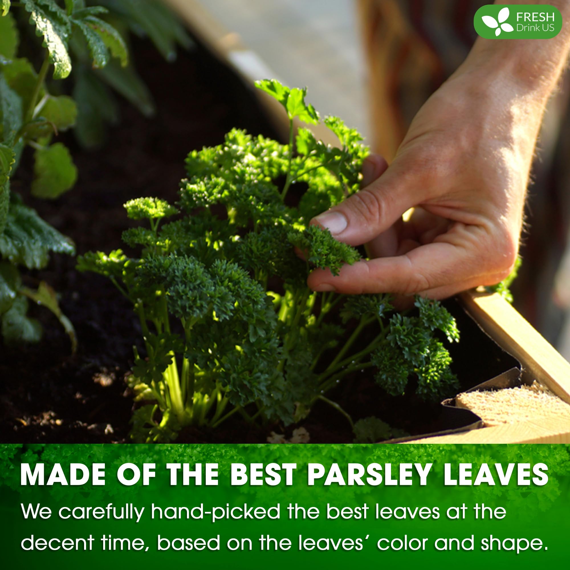 FreshDrinkUS, Premium Parsley Leaf Tea - 135 Bags, 100% Natural & Pure. Made with Eco-Conscious Tea Bags. No Sugar, No Caffeine, No Gluten, Vegan.