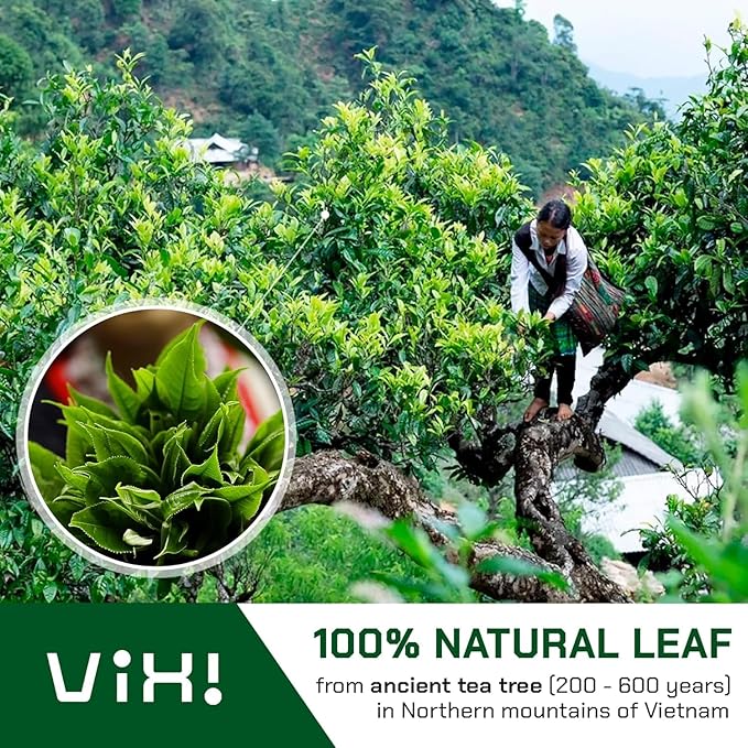 VIXI Green Oolong Tea Loose Leaf, 16.00 Oz, Vietnam's Mountain Tea, Caffeinated, Dried Whole Full Large Leaves, 100% Natural from Ancient Tea Tree, Perfect for Hot and Cold Brew