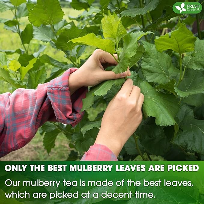 FreshDrinkUS Premium 120 Mulberry Leaf Tea Bags, 100% Natural & Pure. Loose Leaf Herbal Tea. Made with Natural Material Tea Bags. No Sugar, No Caffeine, No Gluten, Vegan