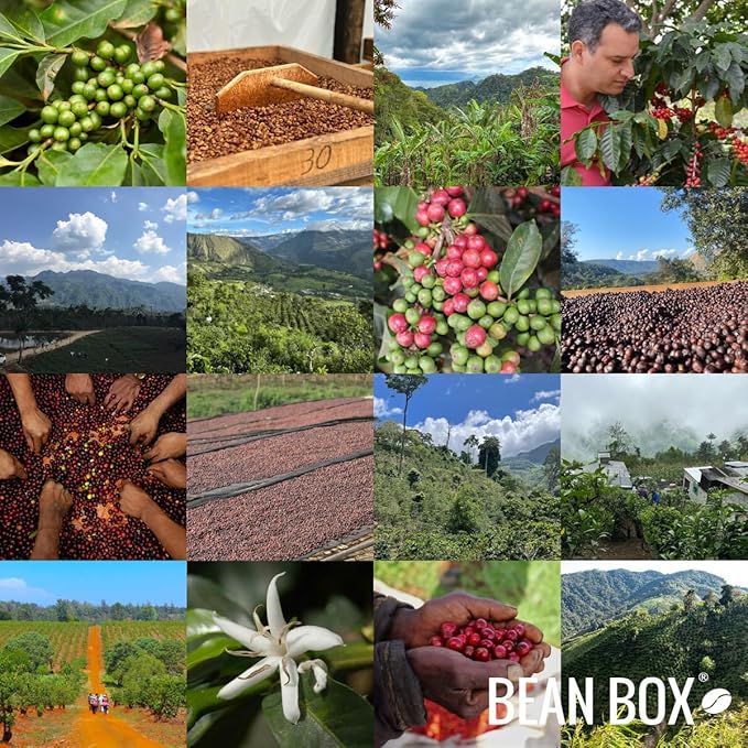 Brazil Familia Schiavo - Roasted by Huckleberry Roasters - Whole Bean Coffee - 2 Pound Bag