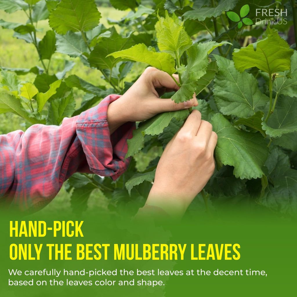 FreshDrinkUS Premium 75 Mulberry Leaf Tea Bags, 100% Natural & Pure. Loose Leaf Herbal Tea. Made with Natural Material Tea Bags. No Sugar, No Caffeine, No Gluten, Vegan