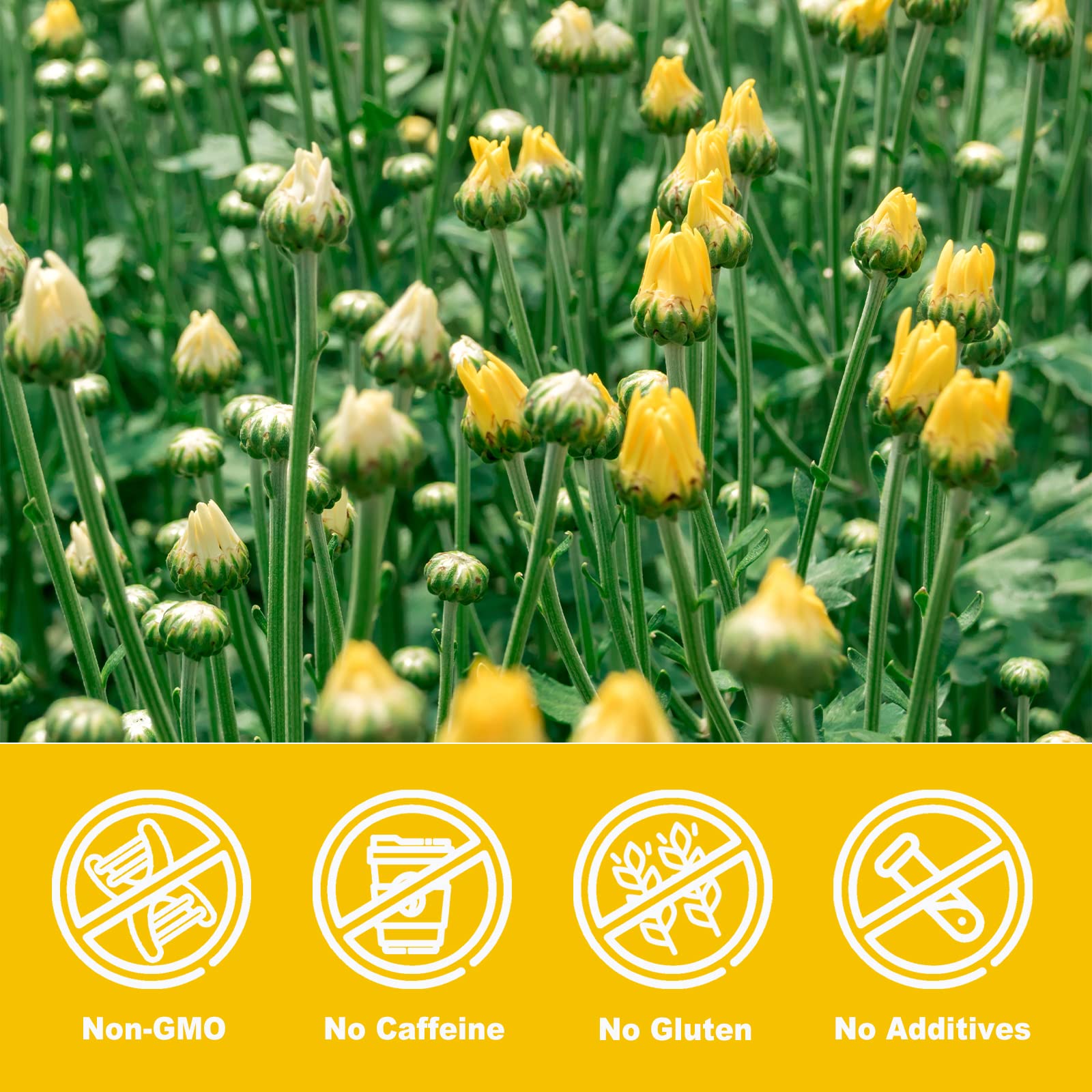 Olvvla - Chrysanthemum Tea, 4oz/114g, Dried Fetal Chrysanthemum Flowers