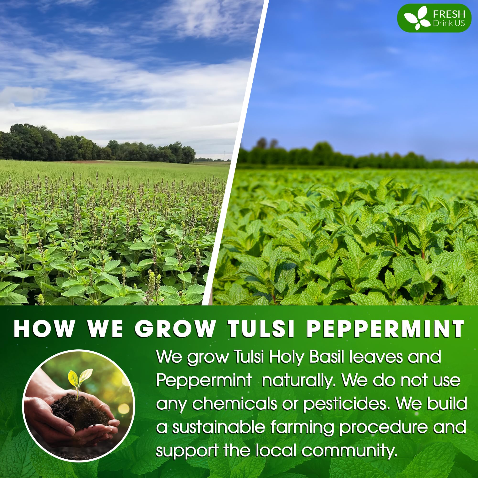 FreshDrinkUS, Premium Tulsi Peppermint Herbal Tea – 75 Bags, 100% Nature. Made with Natural Material. No Sugar, Vegan.