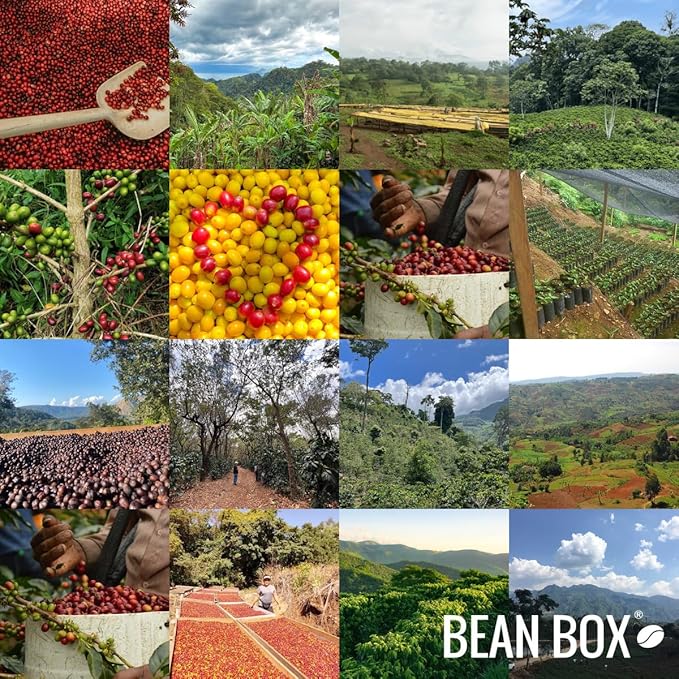 Uganda Sipi Natural - Roasted by Huckleberry Roasters - Whole Bean Coffee - 2 Pound Bag