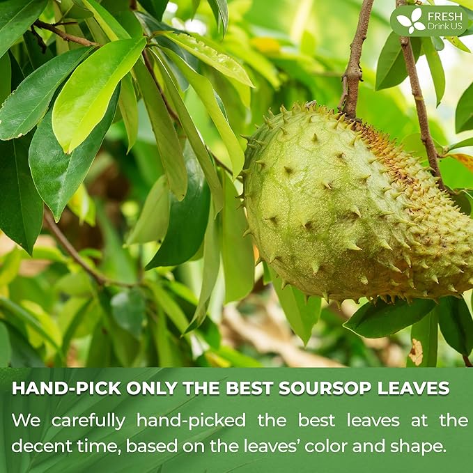 FreshDrinkUS, 15 Premium Soursop Graviola Leaf Tea Bags, 100% Natural and Pure from Soursop Leaves, Handmade, Made With Natural Materials-Corn Fiber Tea Bag, Sugar/ Caffeine/ Gluten Free, Hoja Guanabana Tea