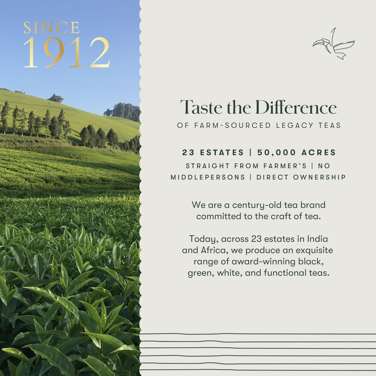 Luxmi Estates Queen of the Hills Organic Darjeeling Black Tea Loose Leaf 50 Cups (100g/3.5oz) | Direct from Garden