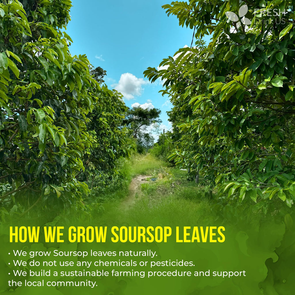 FreshDrinkUS, Premium 10 Soursop Graviola Leaf Tea Bags, 100% Natural & Pure from Soursop Leaves, Hoja Guanabana Herbal Tea. Made with Natural Material Tea Bags. No Sugar, No Caffeine, Vegan.