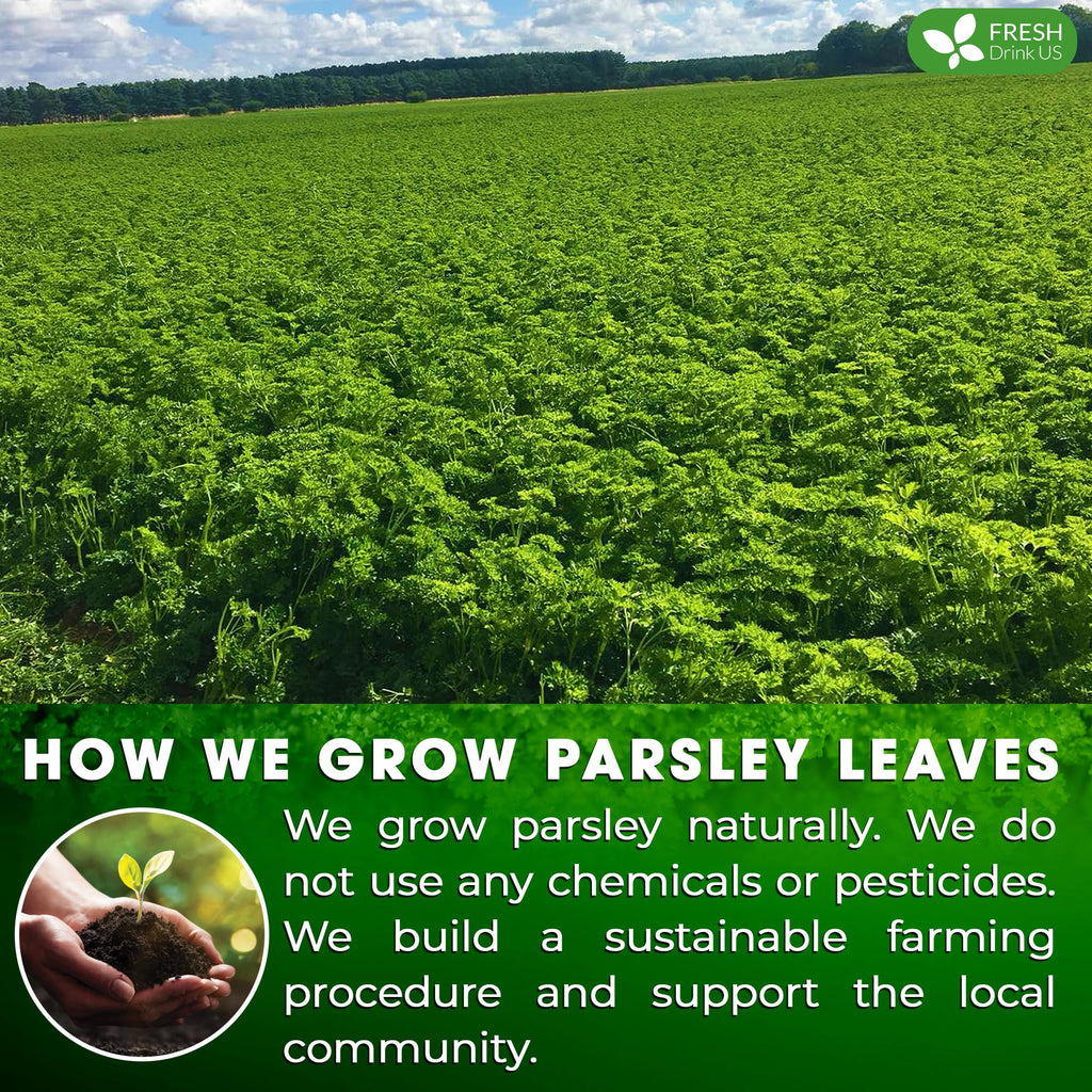FreshDrinkUS, Premium Parsley Leaf Tea - 135 Bags, 100% Natural & Pure. Made with Eco-Conscious Tea Bags. No Sugar, No Caffeine, No Gluten, Vegan.