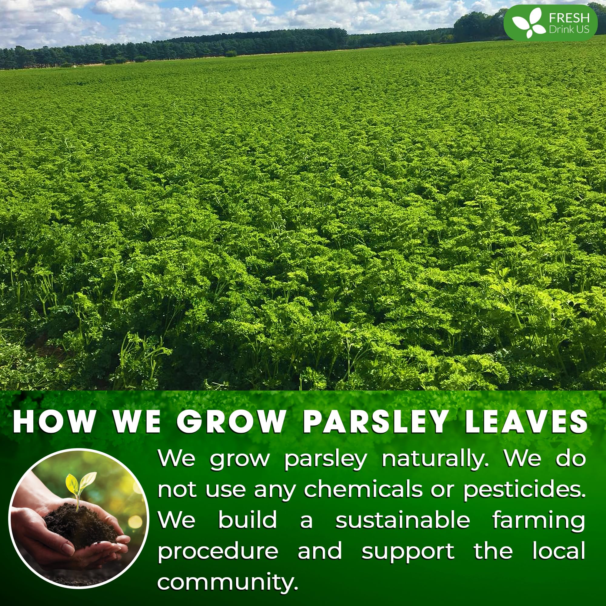 FreshDrinkUS, Premium Parsley Leaf Tea - 135 Bags, 100% Natural & Pure. Made with Eco-Conscious Tea Bags. No Sugar, No Caffeine, No Gluten, Vegan.