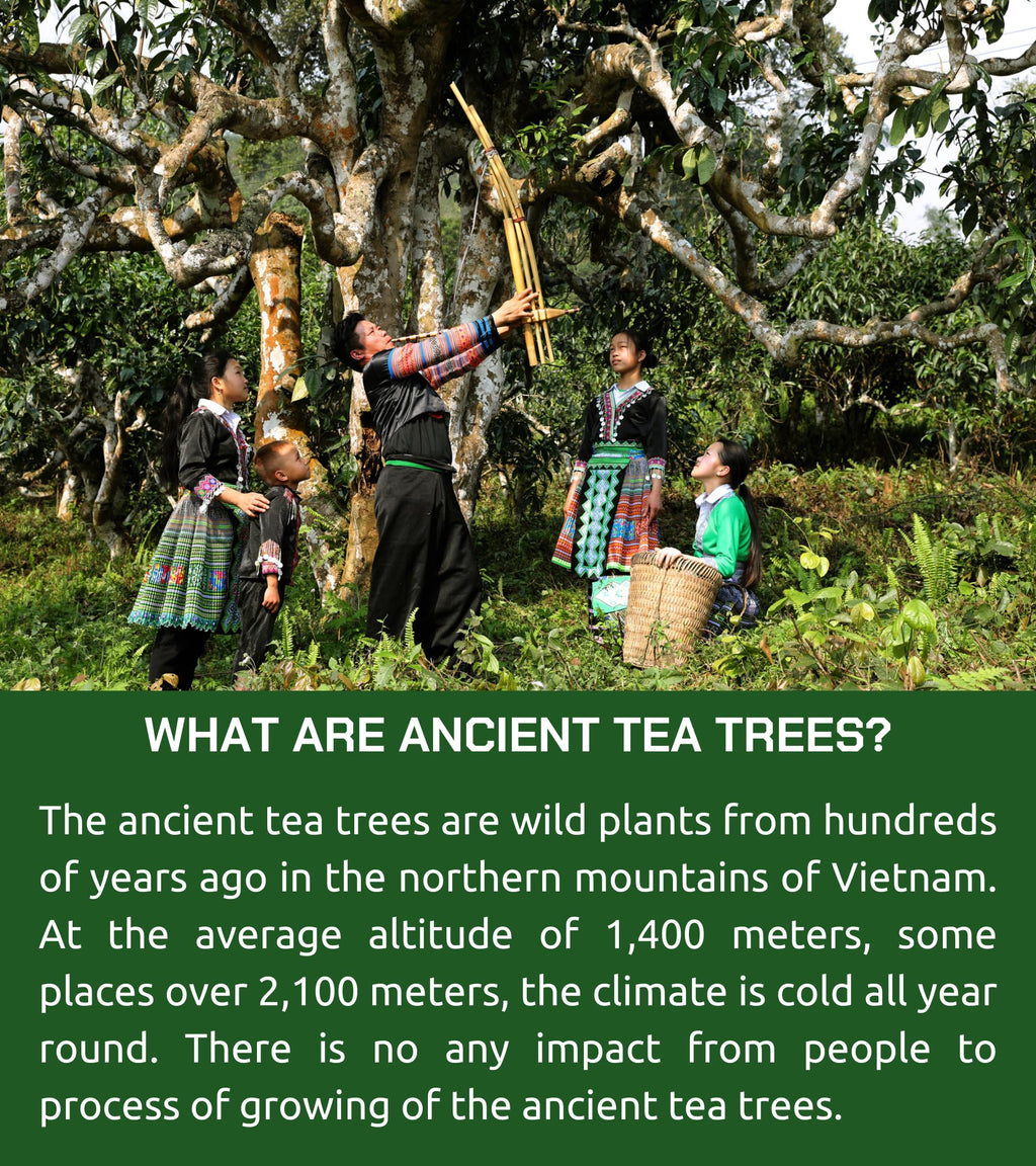 VIXI Oolong Tea Loose Leaf (16.00 Oz), Vietnam's Mountain Tea, Bold Flavored, Dried Whole Full Large Leave, 100% Natural from Ancient Tea Tree for Hot and Cold Brew