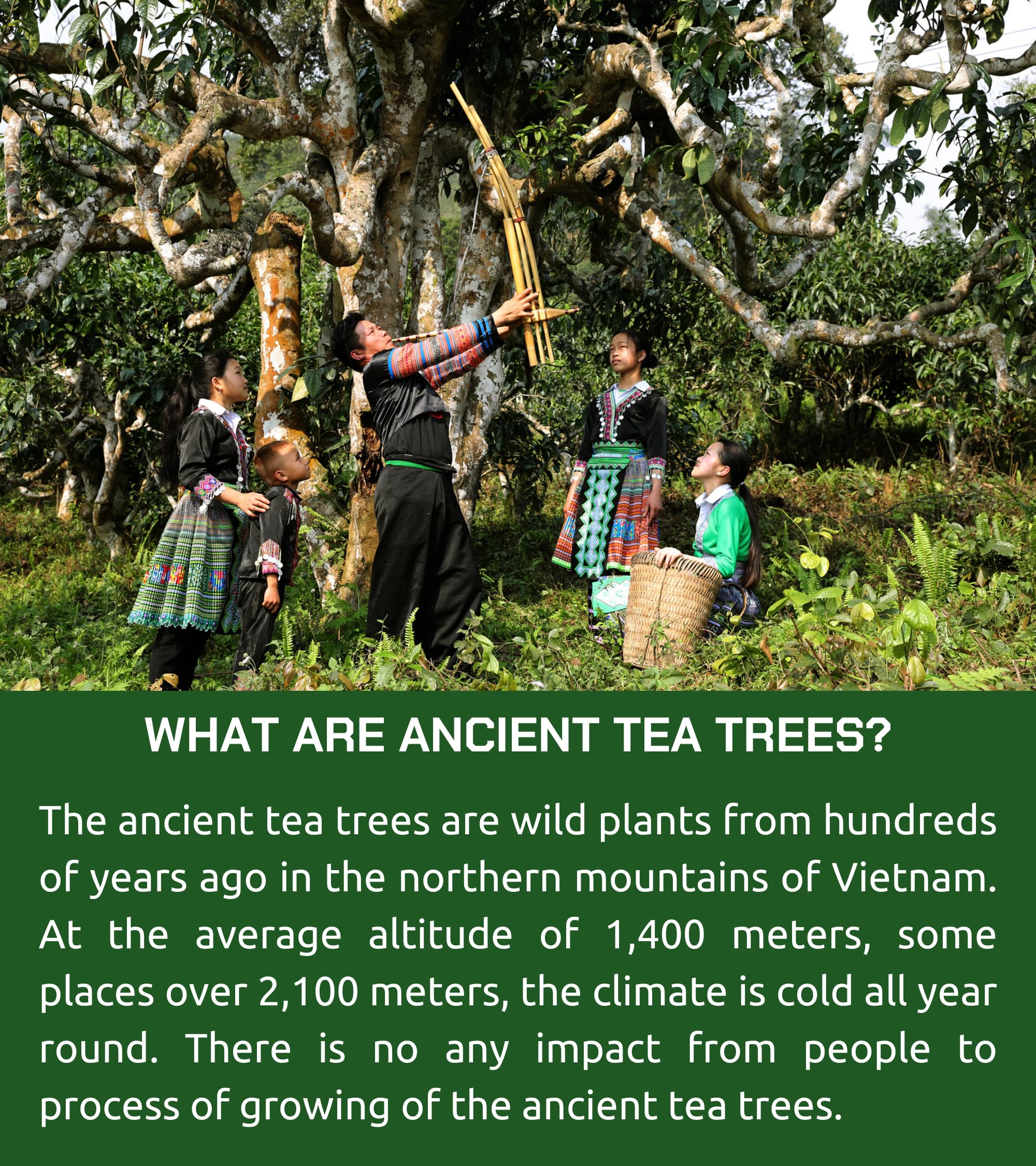 VIXI Oolong Tea Loose Leaf (16.00 Oz), Vietnam's Mountain Tea, Bold Flavored, Dried Whole Full Large Leave, 100% Natural from Ancient Tea Tree for Hot and Cold Brew