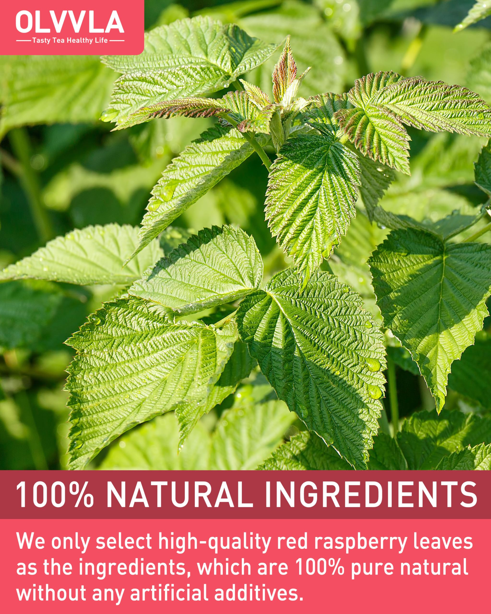 Olvvla - Raspberry Leaf Tea Bags - 1.5g X 50 Count - Red Raspberry Leaves