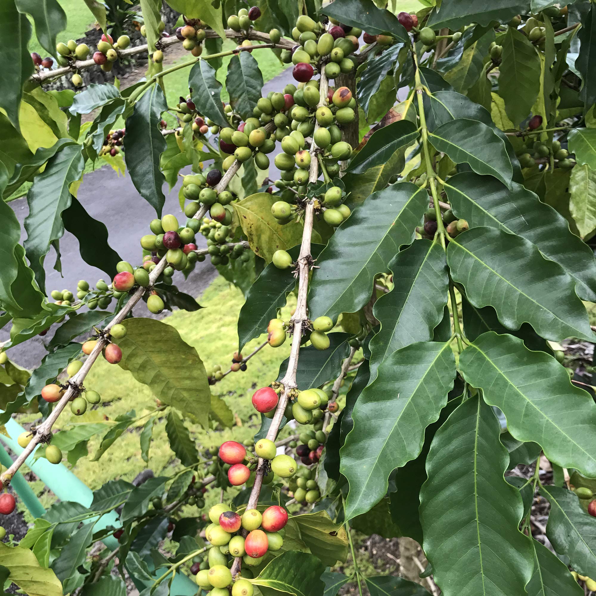 River Moon Coffee, Kona Coffee Whole Bean, Medium Roast, 5 lbs, Kona Waves Hawaiian Blend, Sustainably Farmed, 100% Arabica