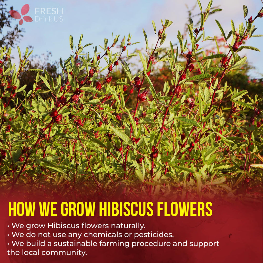 FRESHDRINKUS 60 Hibiscus Flowers Tea Bags, 100% Natural, Pure from Hibiscus Flowers. Loose Flower Hibiscus Herbal Tea. Hibiscus Flower Tea. No Sugar, No Caffeine, No Gluten, Vegan.