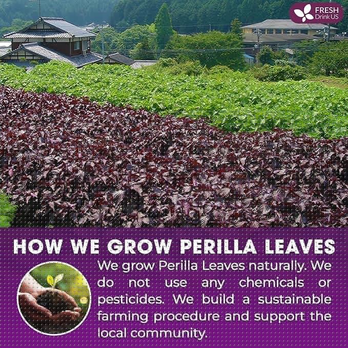 FreshDrinkUS, Premium Perilla Leaf Tea – 75 Tea Bags | 100% Pure Perilla Leaves | Caffeine-Free, Non-GMO, Natural Packaging | Herbal Tea Bags for Daily Enjoyment. Gluten-Free. Sugar-Free. Vegan